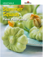 Burpee Summer Squash Peter Pan Hybrid Seeds - Light Green Perspective: Main