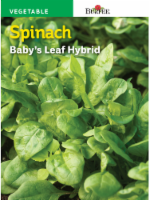 Burpee® Baby's Leaf Hybrid Spinach Seeds Perspective: Main