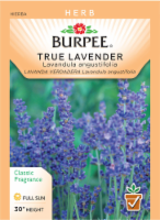 Burpee® Herb True Lavender Lavandula Angustifolia Seeds