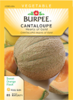 Burpee® Vegetable Cantaloupe Hearts of Gold Perspective: Main