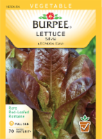 Burpee Silvia Lettuce Seeds Perspective: Main