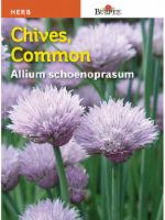 Burpee® Common Chive Seeds Perspective: Main