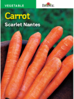 Burpee® Scarlet Nantes Carrot Seeds Perspective: Main