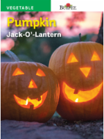 Burpee® Jack O' Lantern Pumpkin Seeds Perspective: Main