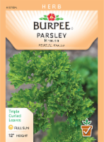 Burpee Krausa Parsley Seeds Perspective: Main