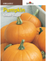 Burpee® Small Sugar Organic Pumpkin Seeds - Orange Perspective: Main