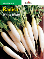 Burpee White Icicle Radish Seeds Perspective: Main