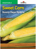 Burpee Sunny Days Hybrid Sweet Corn Seeds - Yellow Perspective: Main