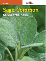 Burpee® Common Sage Seeds Perspective: Main