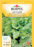 Burpee® Black Seeded Simpson Lettuce Seeds - Green Perspective: Main