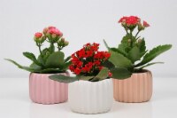 Por La Mar Nursery Calandivas in Ceramic Pot