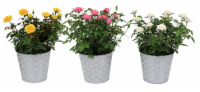 Por La Mar Nursery Easter Blooming Deco Perspective: Main