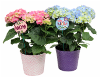 Por La Mar Nursery Potted Hydrangea Plant Perspective: Main