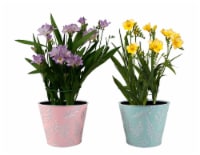 Freesia Deco Perspective: Main