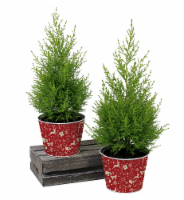 Holiday Lemon Cypress Perspective: Main