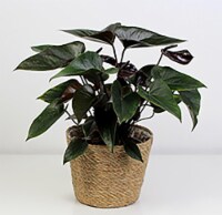 Anthurium Black Beauty Perspective: Main