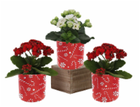 Holiday Mini Kalanchoe Perspective: Main