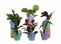 6 Inch Assorted Foliage Perspective: Main
