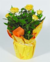 Mini Rose Flowering Plant