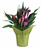 Lily Calla Premium Flowering Plant Perspective: Main