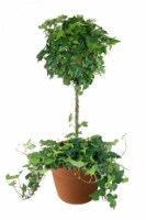 Por La Mar Nursery Ivy Topiary Ball in Clay Pot Perspective: Main