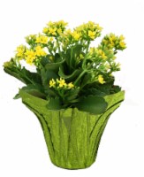 Por La Mar Nursery Kalanchoe Perspective: Main