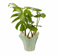 Por La Mar Nursery Monstera Deliciosa Perspective: Main