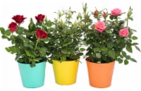 Por La Mar Nursery Mini Rose in Summer Tin Perspective: Main