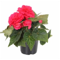 Fresh Begonia Coral in 8" pot Perspective: Main