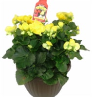 Fresh Begonia Blitz Yellow in 8" pot Perspective: Main