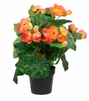 Fresh Begonia Orange in 8" pot Perspective: Main