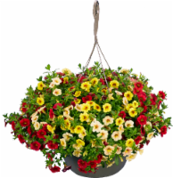 Confetti™ Kismet Hanging Flower Basket Perspective: Main