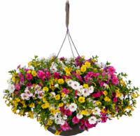 Confetti™ Colorplay Hanging Flower Basket Perspective: Main