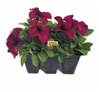Fresh Petunia Solid Flat Perspective: Main