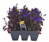 Fresh Lobelia Solid Flat Perspective: Main