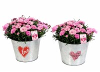 Valentine's Day Fresh Decorative Potted Dianthus Plant Perspective: Main