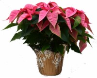 Assorted Poinsettia Perspective: Main