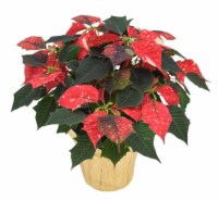 Potted Novelty Poinsettia Plant Perspective: Main