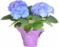 Potted Hydrangea - Blue / Purple Perspective: Main