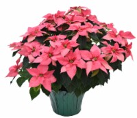 Poinsettia Potted Plant Perspective: Main