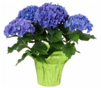 Potted Hydrangea - Assorted Perspective: Main