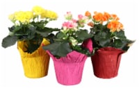 Rieger Begonia - Assorted Perspective: Main
