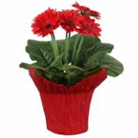 Potted Gerbera Perspective: Main