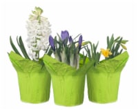 Spring Bulb Fresh Plants in 4 inch Pot Perspective: Main