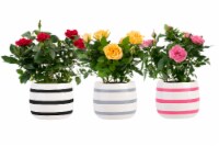 Mini Roses in Striped Ceramic Pot Perspective: Main