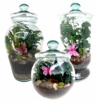 Butterfly Sanctuary Terrarium Garden - Assorted Perspective: Main
