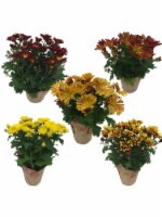 Assorted Chrysanthemum Perspective: Main