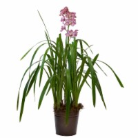 Gallup & Stribling Potted Cymbidium Orchid Plants Perspective: Main