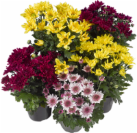 Hardy Garden Mums (Offered in Assorted Colors)