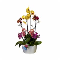 Fresh Live Potted Orchid in Container Perspective: Main